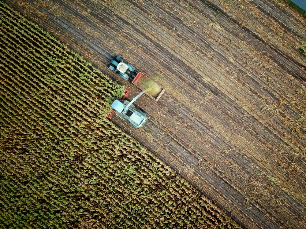 Campo